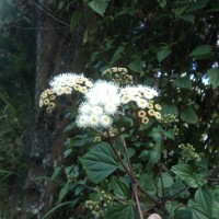 Ageratina adenophora (Spreng.) R.M.King & H.Rob.